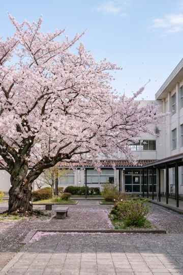 桜の下の告白